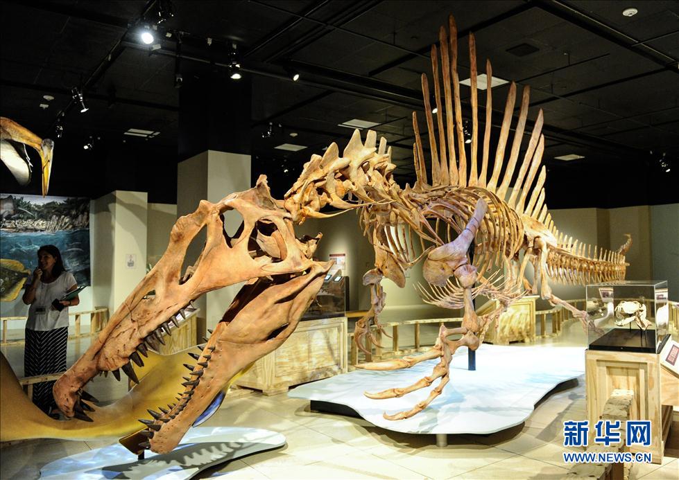 9月11日,在美国首都华盛顿,埃及棘龙复原模型在国家地理博物馆展出。