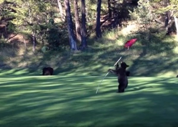 ���ô���ܴ��߶�����ץ�������ֹ���