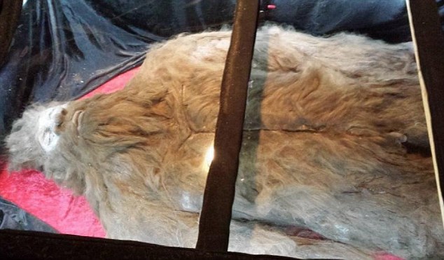 克拉西随戴尔把“大脚怪尸体”作巡回展出