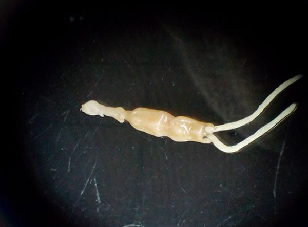 科学界新发现的「盲鳗刺鱼蚤」(寄生虫)(长度约25mm) ;图片:骆皓元提供