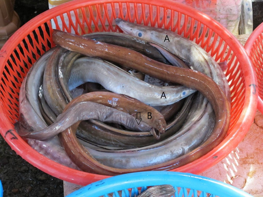 渔市场的盲鳗经常与各种鳗混在同一个篮子中。盲鳗是食物链中的分解者角色(腐食者),另外两种则是消费者角色。 (箭头:盲鳗;A:海鳗科灰海鳗;B:鯙科长鯙);图片:
