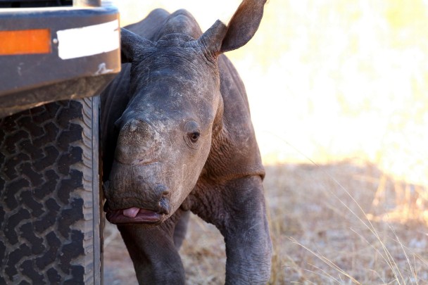 南非国家公园年仅8周大的小犀牛虚弱求救 母亲疑惨遭非法捕猎者杀死