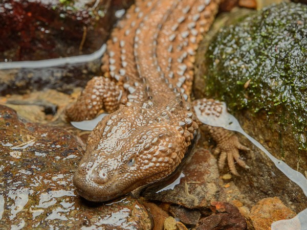 �޶�����