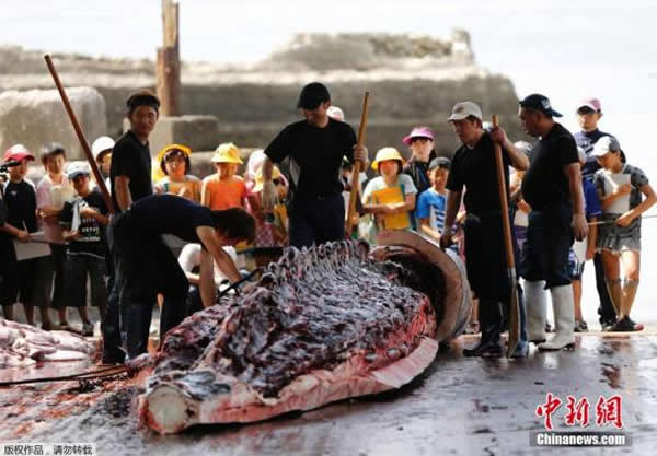 资料图:当地时间6月26日,日本千叶,为了纪念捕鲸季开始,千叶市屠鲸厂组织日本在校学生围观宰杀鲸鱼的过程,并将割下的鲸肉分发给在场的人。此前联合国法庭出台禁令,