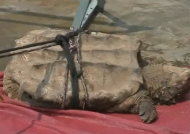 ݵ㰮ںеһֻԼ50ľ޴