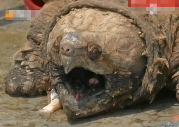 ݵ㰮ںеһֻԼ50ľ޴