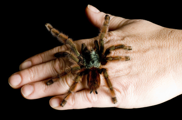 һֻͲʷۺֺ֩루Antilles pinktoe tarantulaӰJoel Sartore, National Geographic Creat