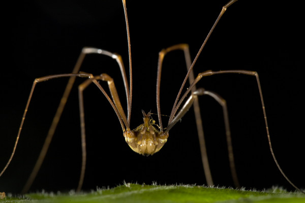 һֻäдڳǱŷƵBioko IslandӰChristian Ziegler, National Geographic