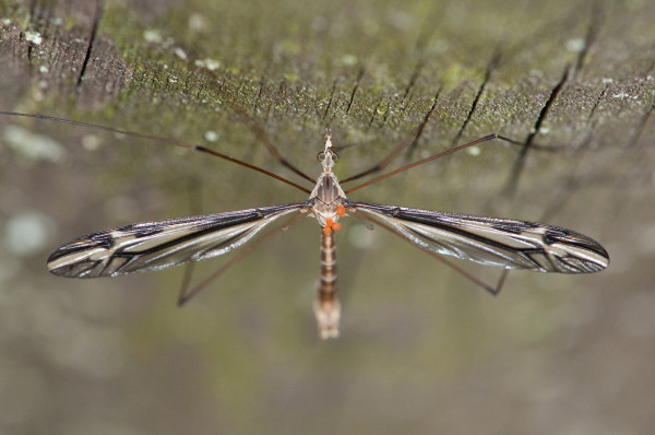 ʵӡӰDarlyne A. Murawski