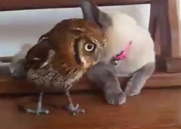 克利奥(右)探头到福尔比(左)的耳边,像是在说悄悄话。