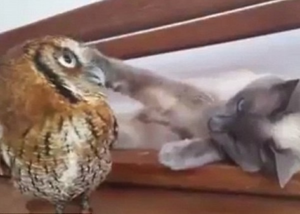 克利奥不停用爪拨弄福尔比