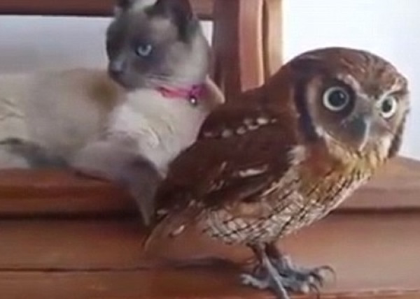 福尔比瞪大眼睛四处看,似乎并没有生气。