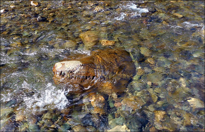俄罗斯西伯利亚河中发现头骨化石 疑属二叠纪中龙或蜥蜴