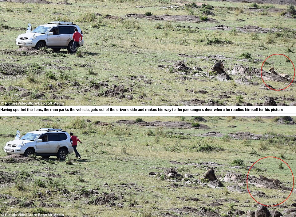 �����������������ﱣ����һλ�ο��߳�����ð����ʨ�Ӻ�Ӱ