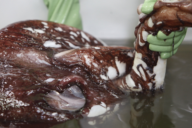 ڼʬʱѧץĴ㣬Ϥʹһ̨ʽʬһˮС