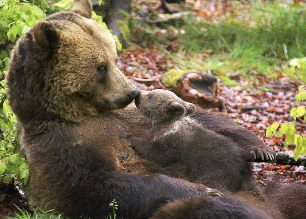 С�ܷ���ĸ����������