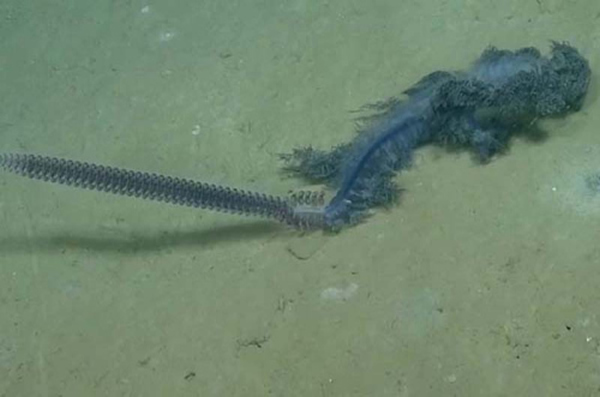 ��������ѧ����ī�����巢�ֺ�����ɫ��ˮĸ