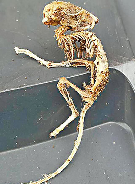 英国男子在家中发现的酷似外星人骸骨