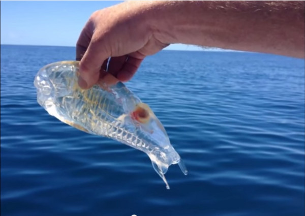 樽海鞘:透明的“果冻鱼”