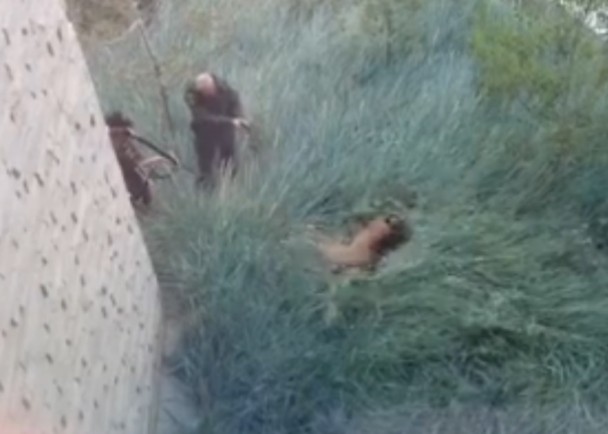 ���ô�����ʨ��ҽԺ����ɱ