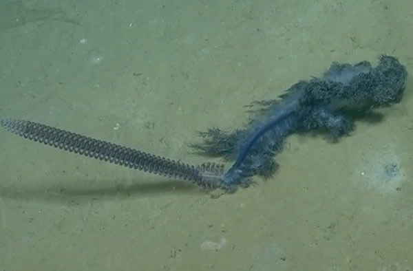 ��ɫ��ˮĸ��ͷ���ʽ�״