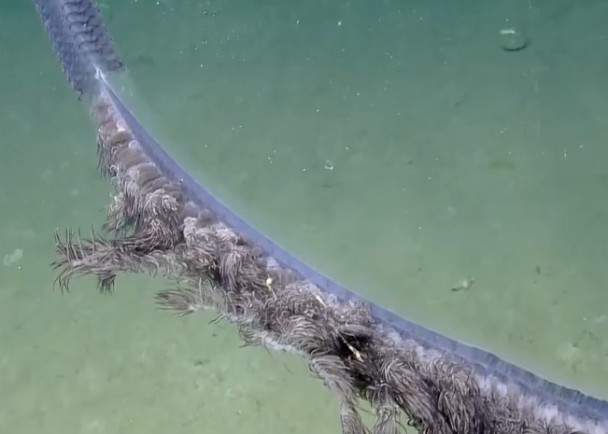 ��ˮĸ�ɶ��ϸС���л����϶���