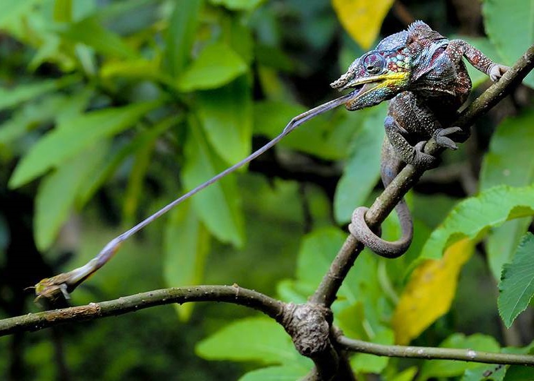 斯巴拉利亚捕捉蜥蜴猎食一刻的照片,夺得大奖。