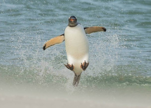 其中一幅得奖作品中,可见企鹅在海边跃起,状甚调皮。