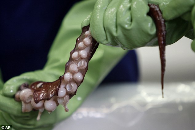 新西兰科学家直播解剖“大王酸浆鱿”