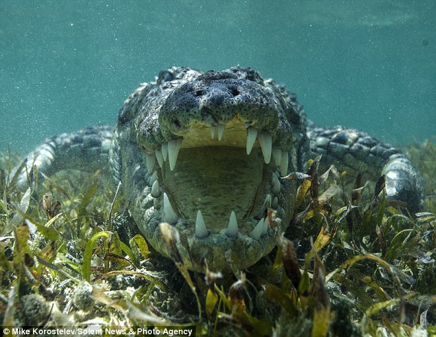 ����˹��Ӱʦ��ī����ͽ�3���ߵ�������ˮ�����������