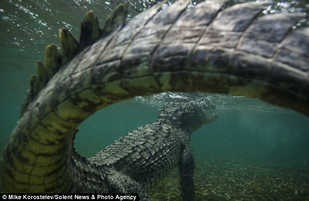 ����˹��Ӱʦ��ī����ͽ�3���ߵ�������ˮ�����������