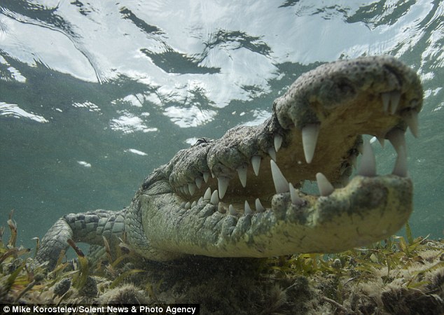 ����˹��Ӱʦ��ī����ͽ�3���ߵ�������ˮ�����������