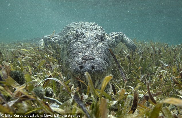 ����˹��Ӱʦ��ī����ͽ�3���ߵ�������ˮ�����������