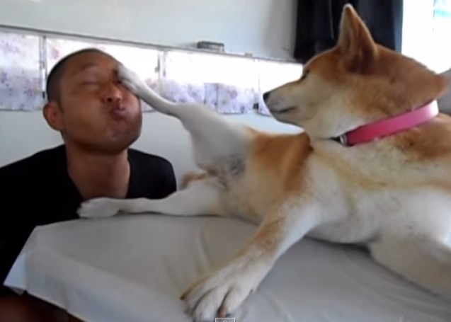 日本一主人索吻被柴犬一脚伸开