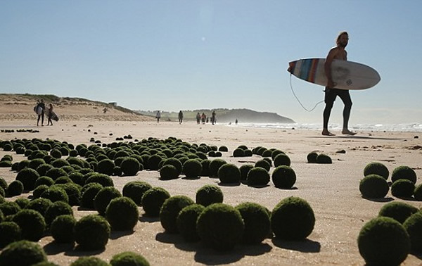 滑浪人士好奇地看着一堆“绿蛋”
