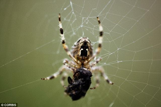 专家预测称,伴随全球气温转暖,未来几个星期将出现体型更大的蜘蛛。但人们不必为此担忧,蜘蛛可以提供免费的“虫害防治服务”。