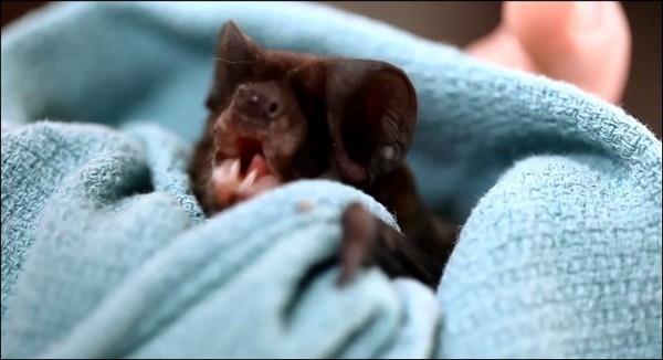 稀有的蝙蝠宝宝一反刻板印象,相当可爱。