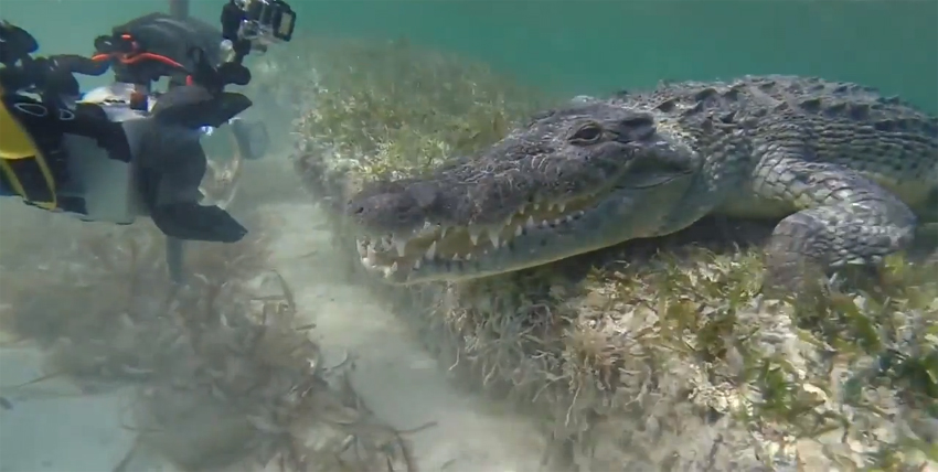 墨西哥三潜水员与鳄鱼亲密接触
