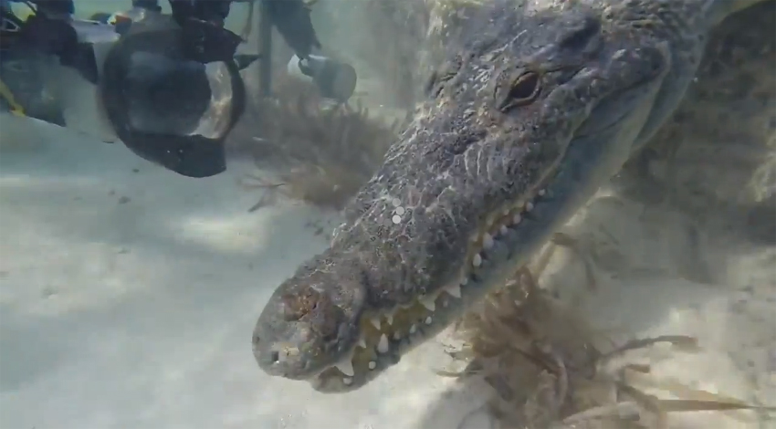 墨西哥三潜水员与鳄鱼亲密接触