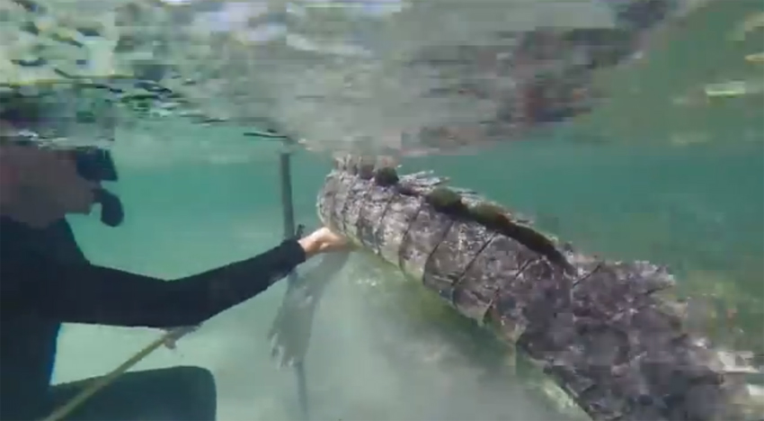 墨西哥三潜水员与鳄鱼亲密接触