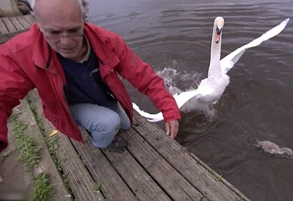 考埃尔立即把年幼天鹅放落水