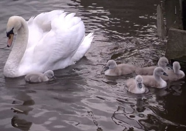 天鹅一家终于团聚