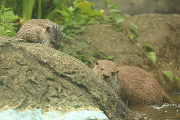 ֮ǰʰ3ֻСˮ̡̨԰ܵӣžƬ͹Ϣر