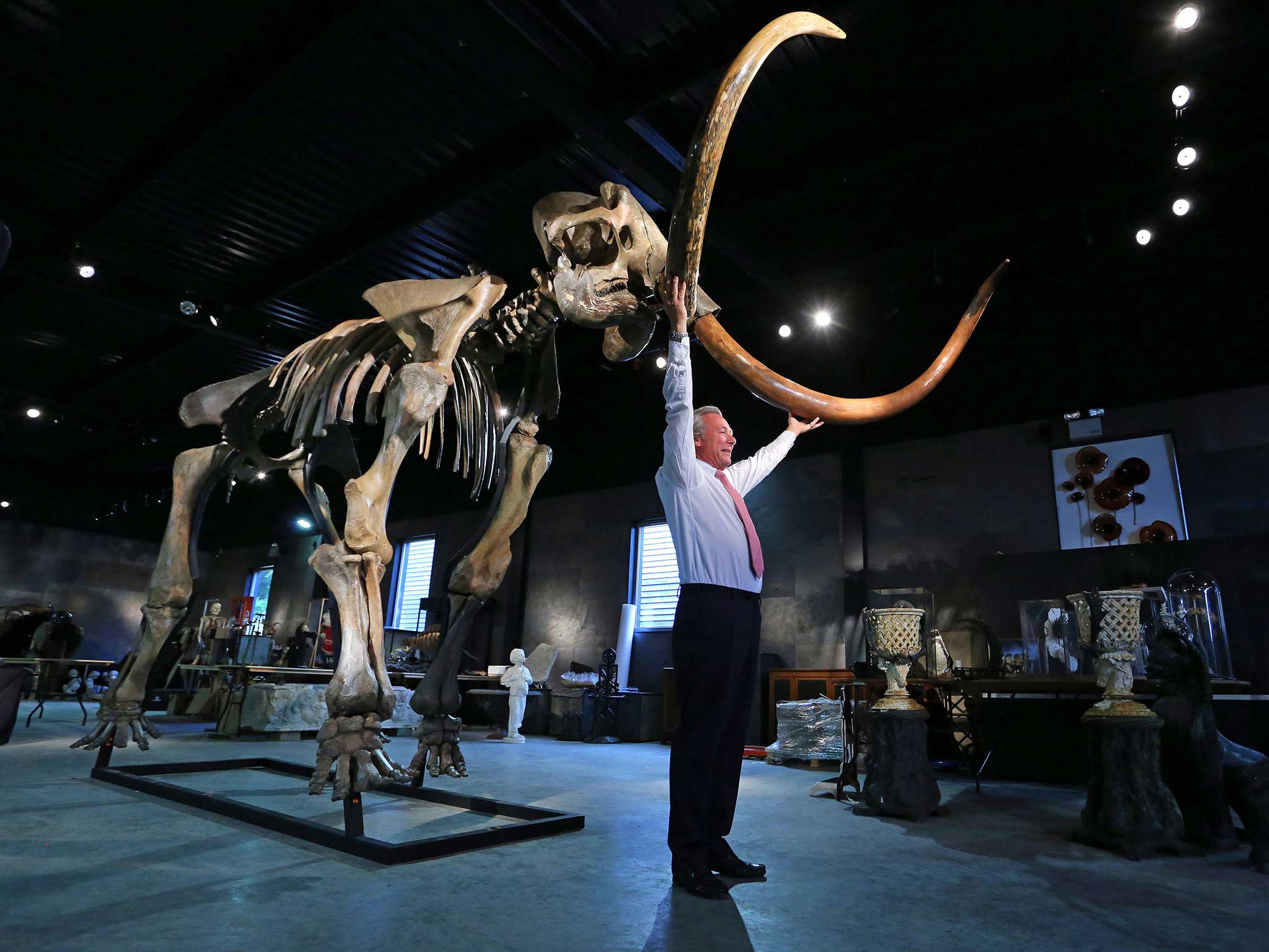 英国即将拍卖一个罕见的珍藏品——具有完整獠牙的猛犸象骨架化石