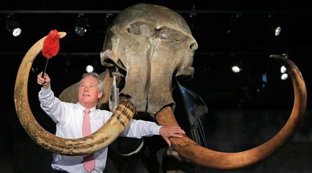 英国即将拍卖一个罕见的珍藏品——具有完整獠牙的猛犸象骨架化石
