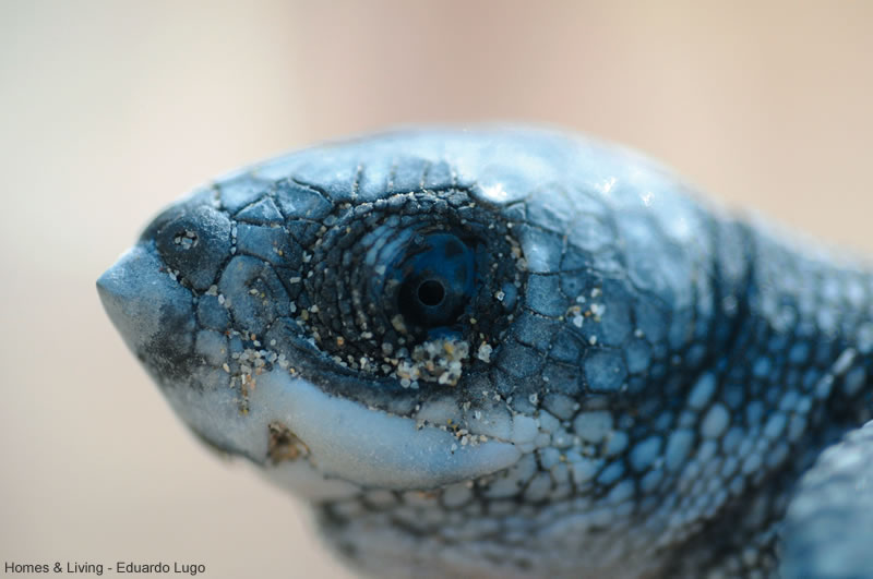 ���·�����ʾ��Ƥ�������ͨ��ͷ����ɫ�İߵ��֪����仯