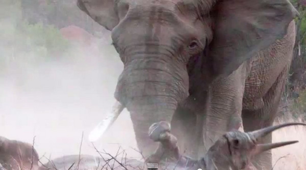 南非摄影师直击狂暴公象撞翻母犀牛