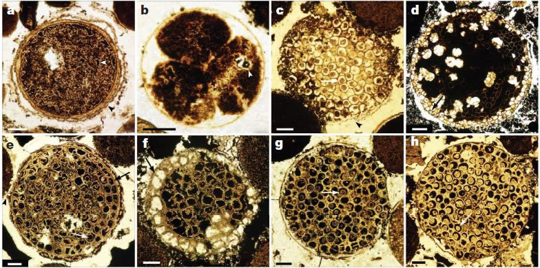 胚胎化石(Megasphaera)的早期发育阶段。(a) 单个细胞期;(b) Parapandorina期; (c–h) Megaclonophycus期。