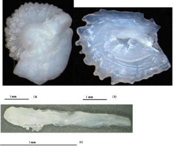 �ຣ����������ֶ�ʯ��a��΢��ʯ��b���Ƕ�ʯ��c��ʸ��ʯ