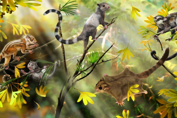 ԭͼչʾ·ֲ3٪޼ɭеڲ鶯